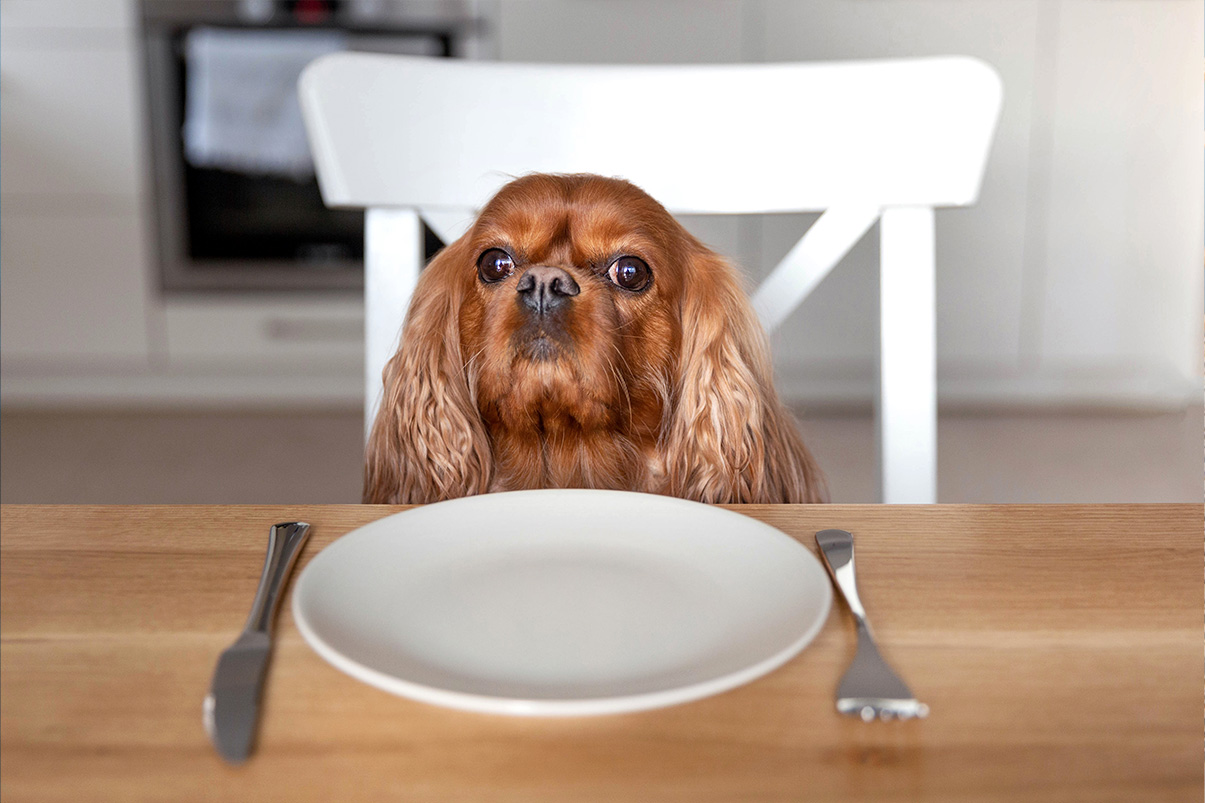 Köpekler İçin En İyi Ödül Atıştırmalıkları