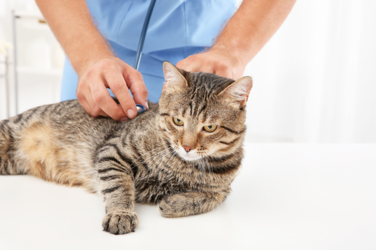 Kedilerde FIP (Feline Infectious Peritonitis) Hastalığı: Belirtiler, Tedavi ve Korunma Yolları