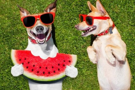 Köpeklerde Kıskançlık